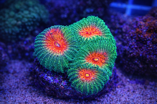 Favia Coral