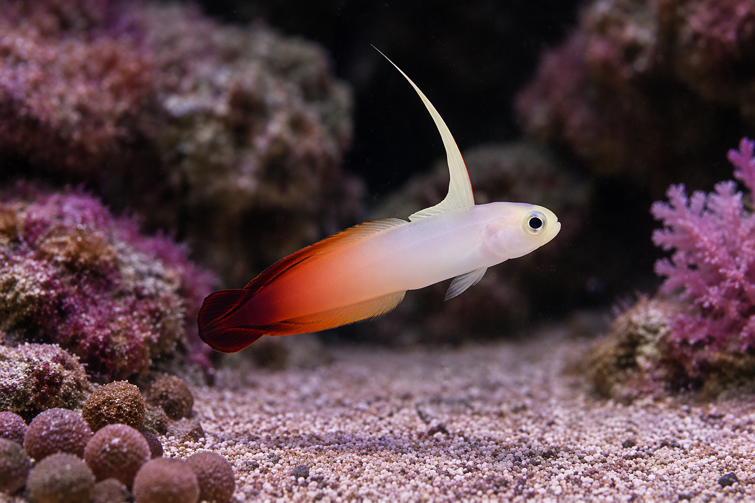 Firefish Goby – Natural Environment Aquatix