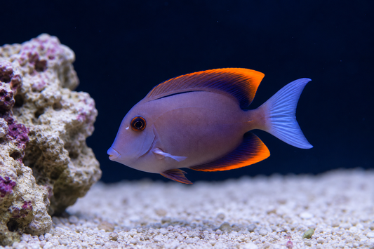 Flame Fin Tomini Tang