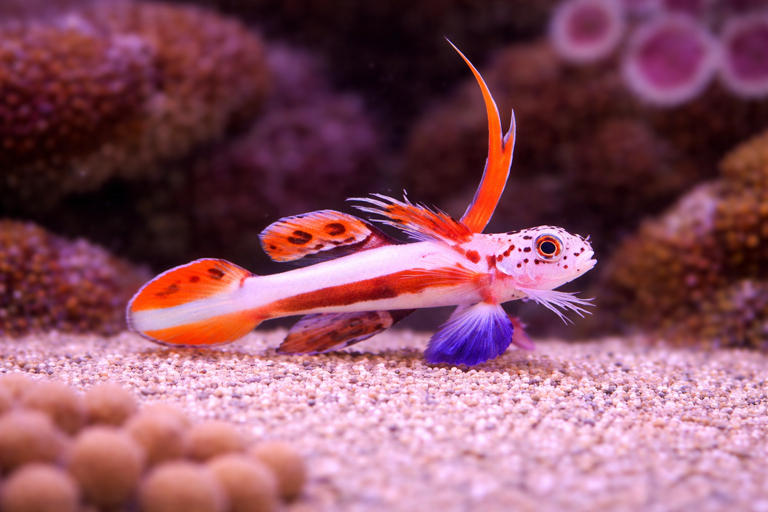 Flaming Prawn Goby