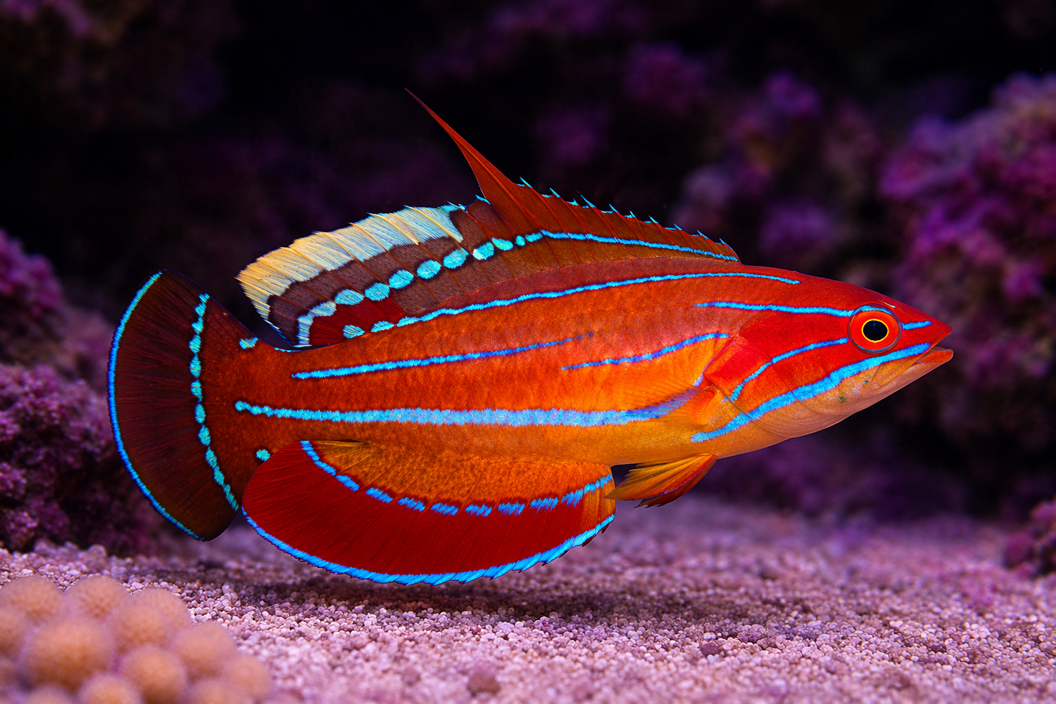 Flasher Wrasse