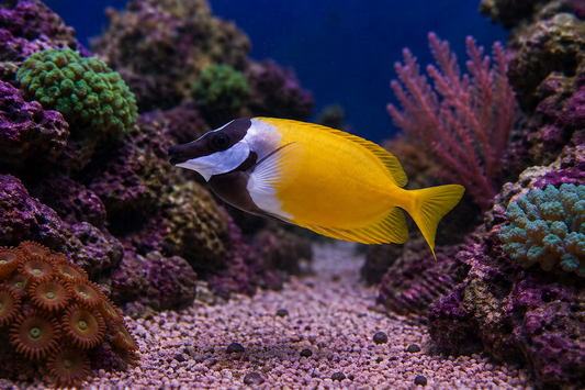 Foxface Yellow Fish