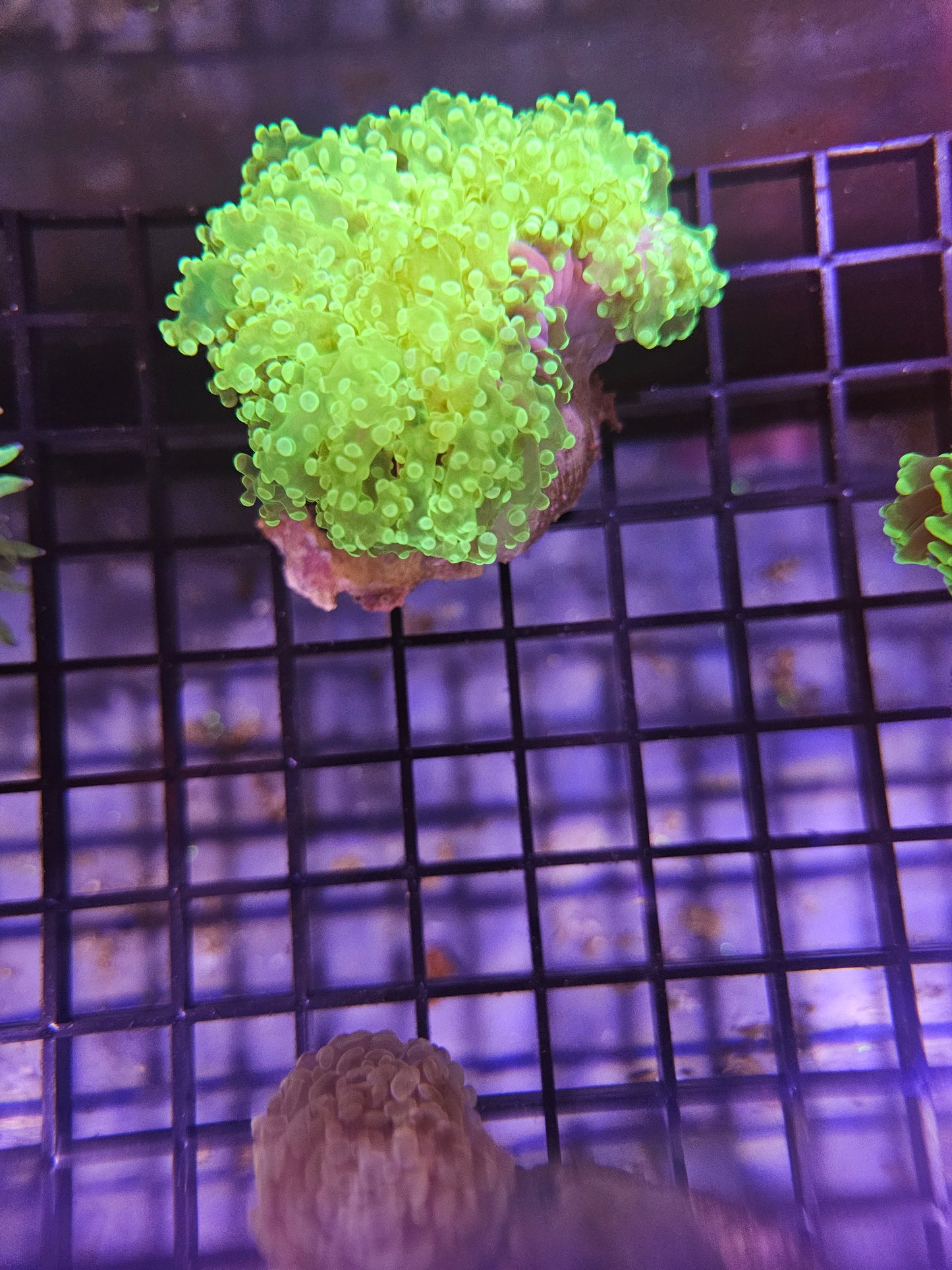 Green Metallic Frogspawn