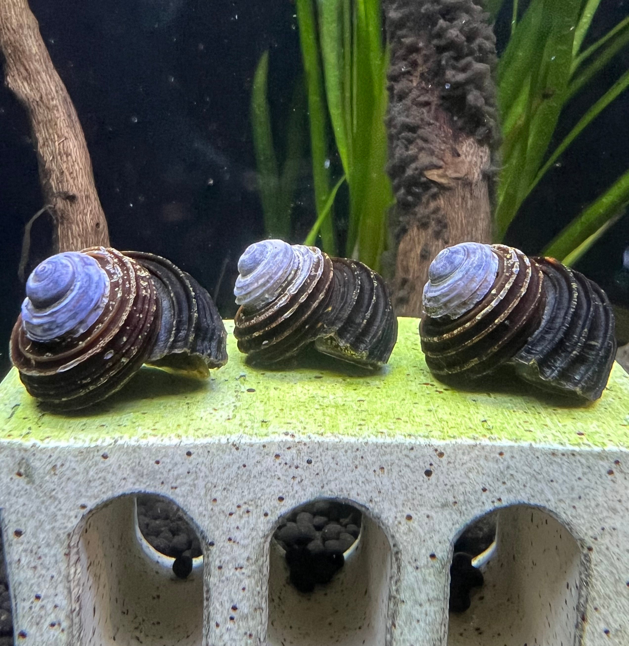 Blue Freshwater Turbo Snails
