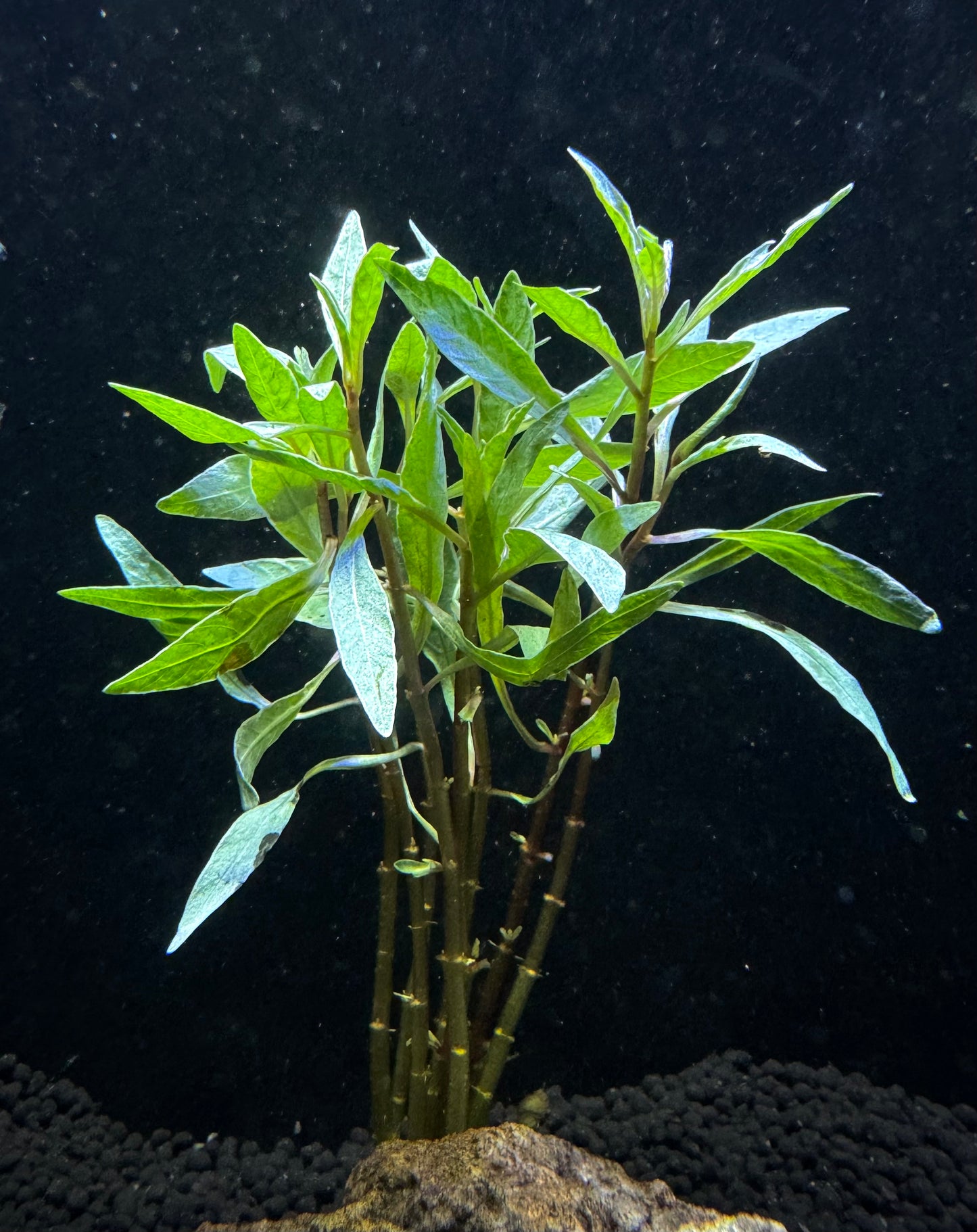 Ludwigia Inclinata Cuba White Edge