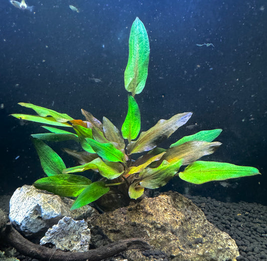 Cryptocoryne 'Florida Sunset'