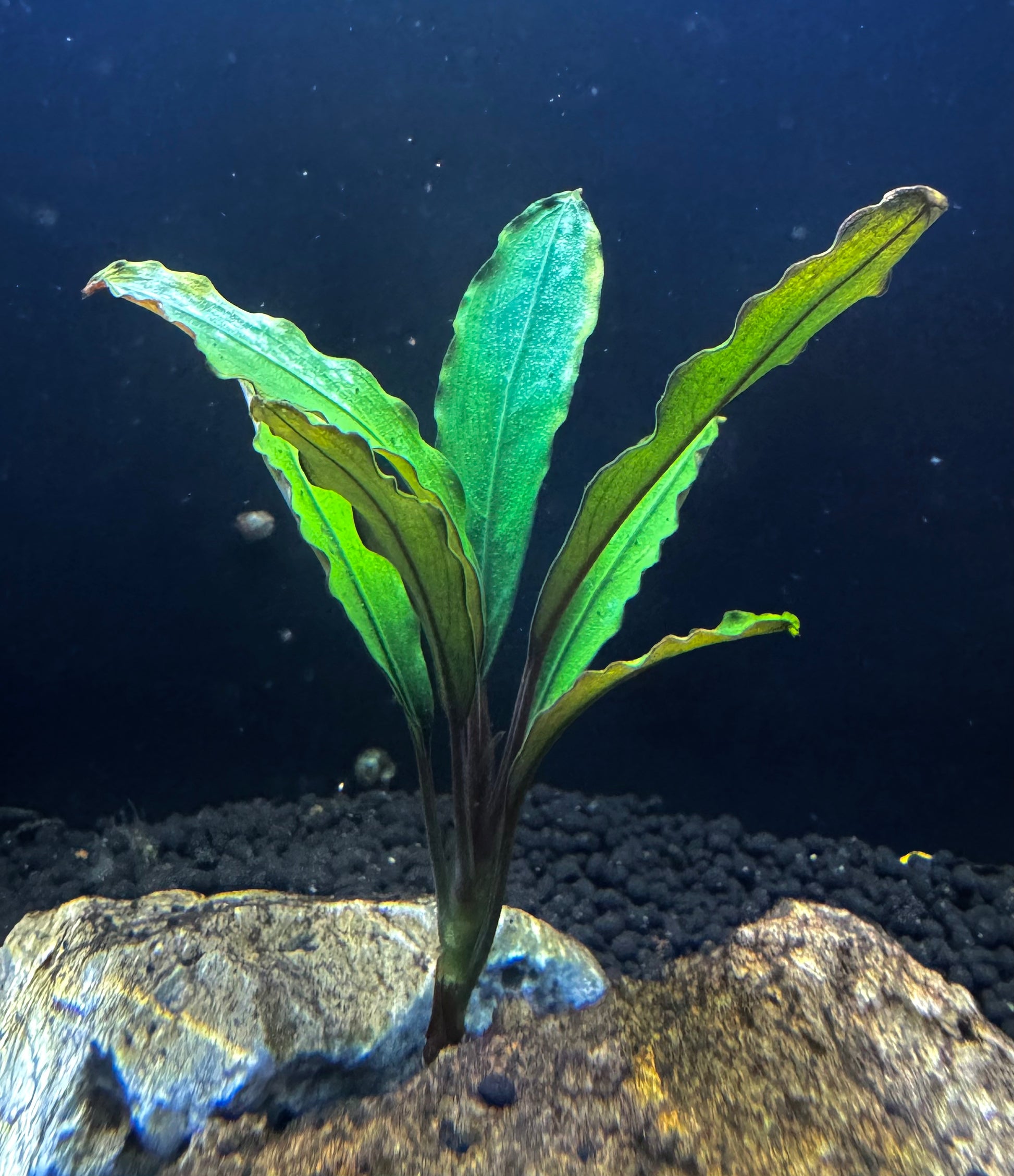 jade plant aquarium Bucephalandra 'Green Jade' – Natural Environment Aquatix