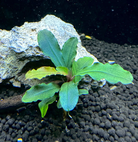 Bucephalandra Artemis