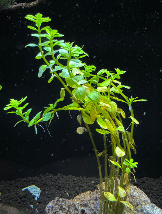 Rotala Fujian Plant