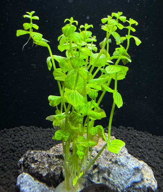 Lindernia rotundifolia 'Variegated'