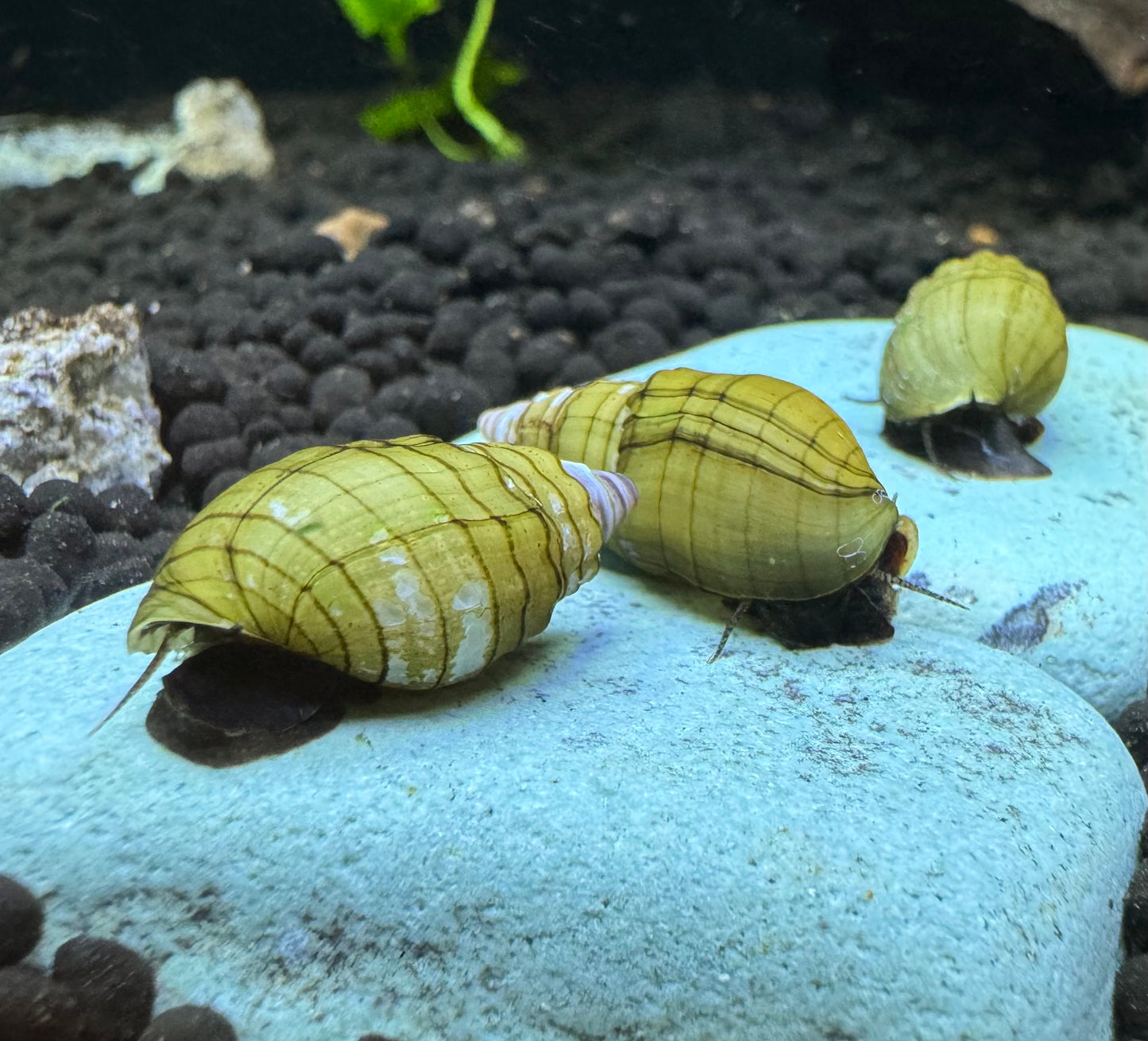 Prambanan Snail