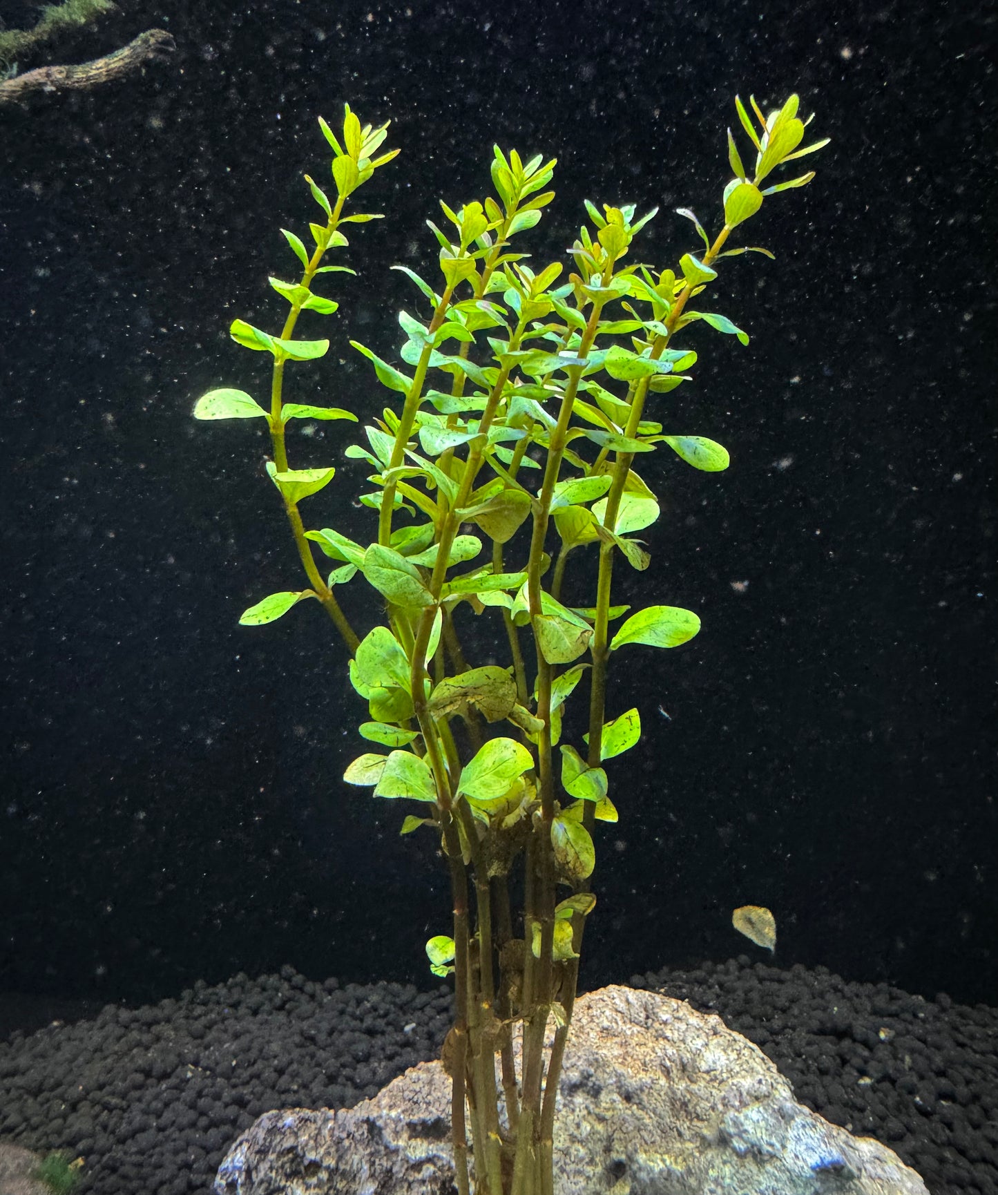 Rotala Blood Red