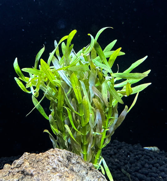 Rotala Red Cross