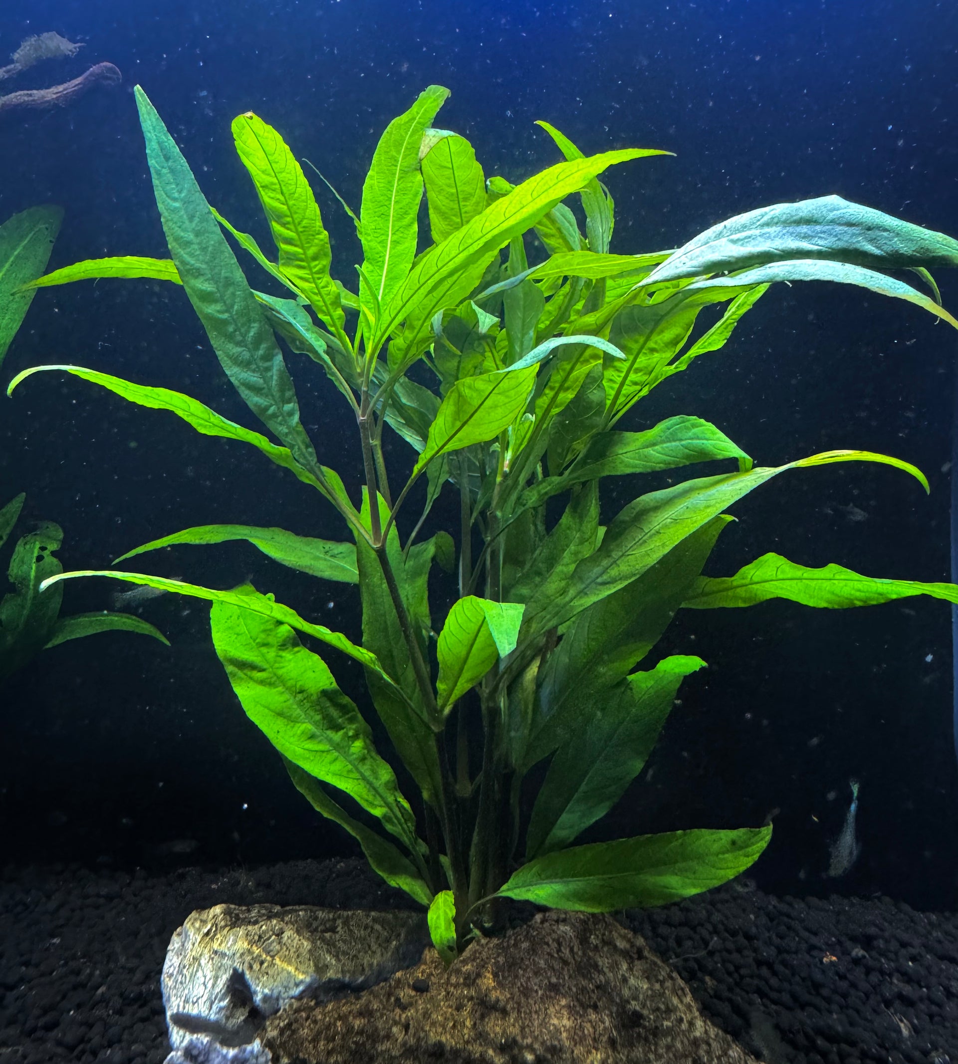 Hygrophila Angustifolia Bundles Freshwater Live Aquarium Plant - UK