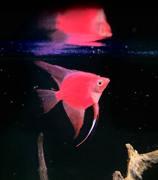 Red Glofish Angelfish