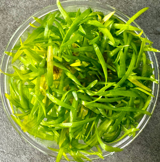 Sagittaria Subulata Tissue Culture Cup