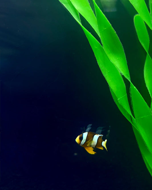 True Sebae Clownfish (RS)