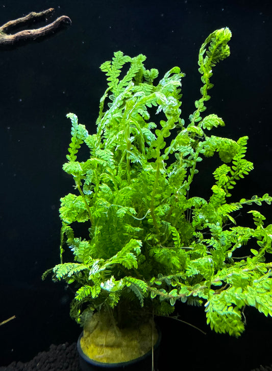 Selaginella Wallichi