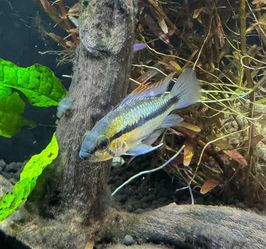 Apistogramma Three Stripe