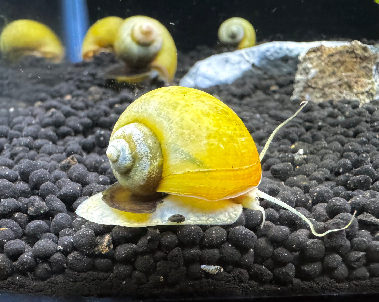 Golden Apple Snail