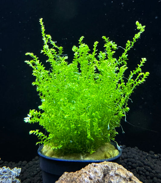 Selaginella kraussiana mini Plant