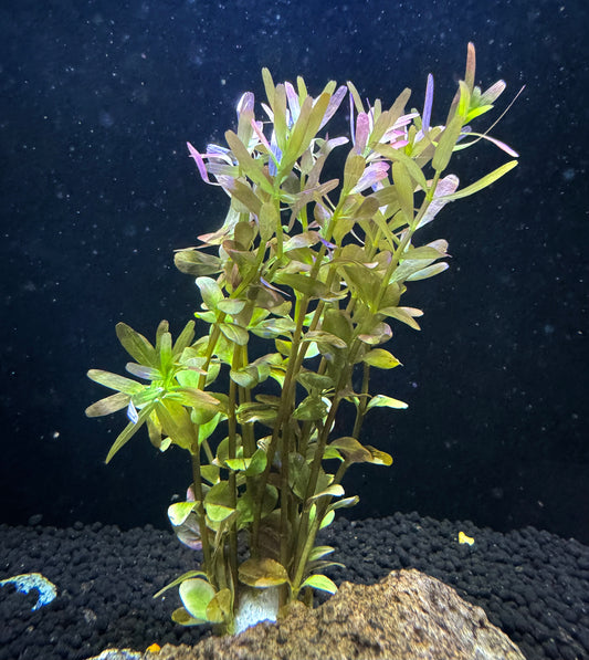 Rotala Rotundifolia 'Vietnam'