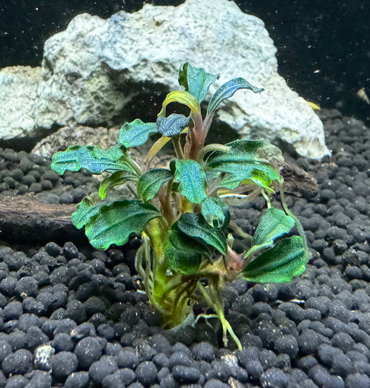 Bucephalandra Dark Phantom Plant