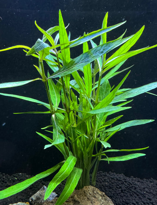 Hygrophila lancea araguaia