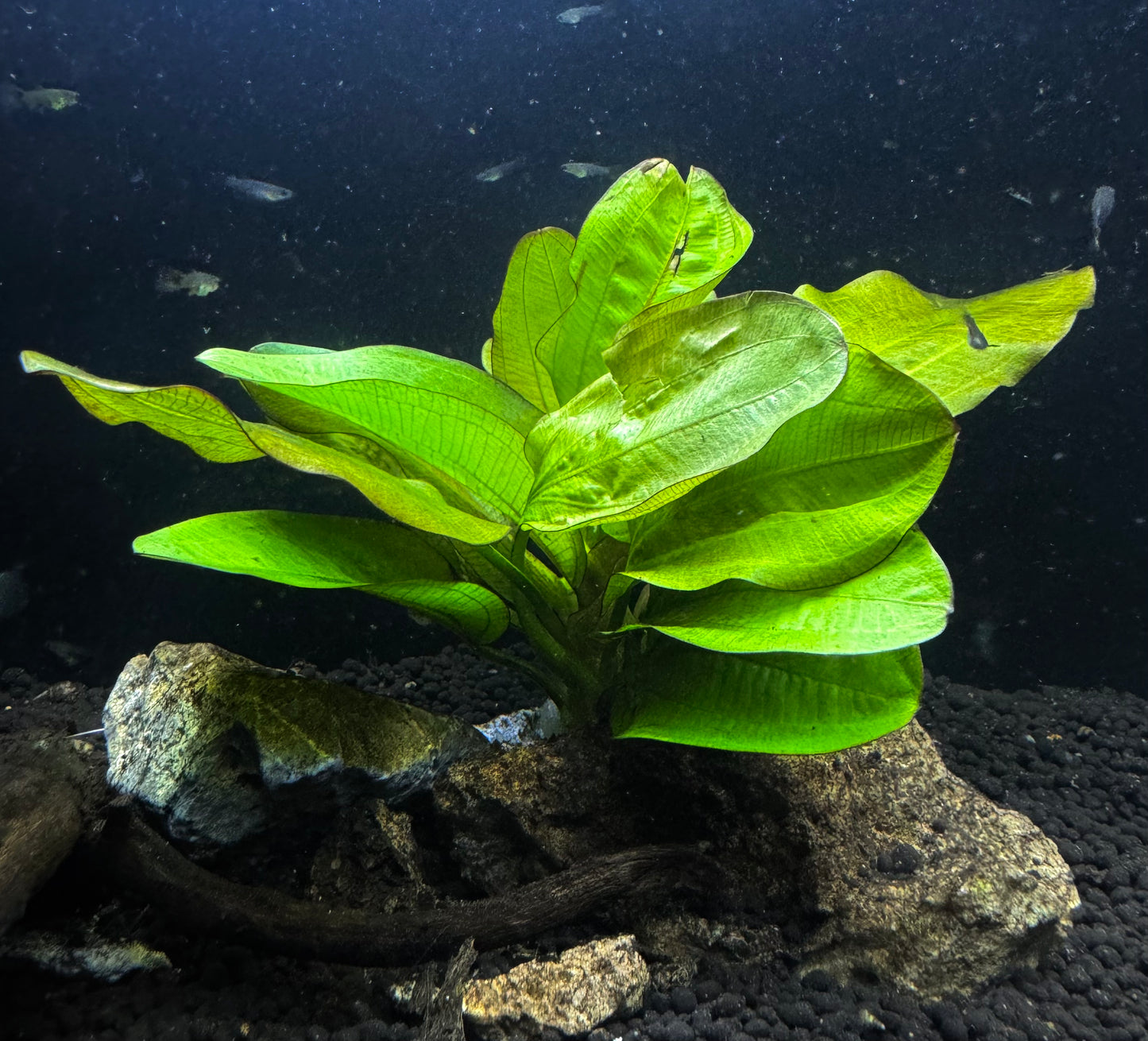 local fish store near me Jacksonville