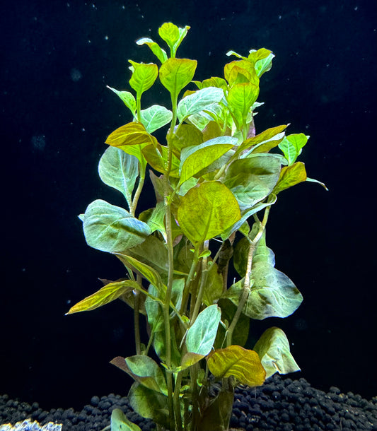 Ludwigia Ovalis