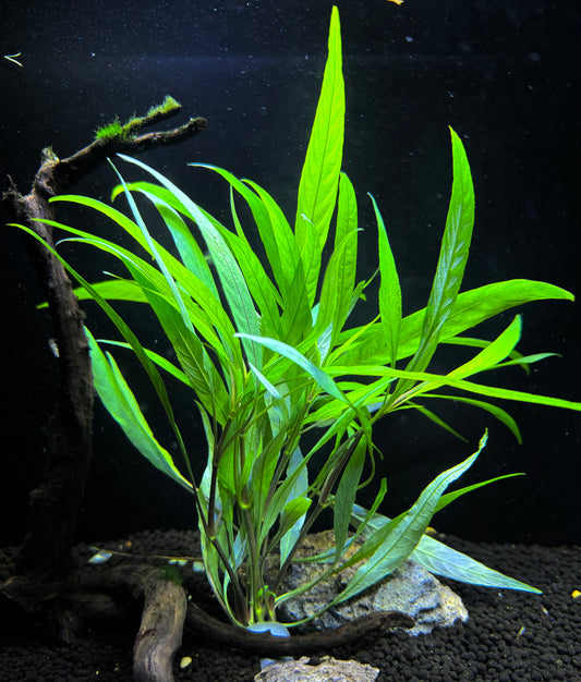 Hygrophila Lacustris Plant