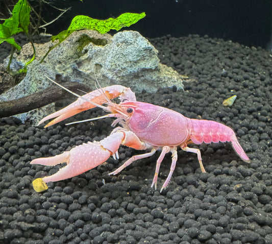 Pink Crayfish