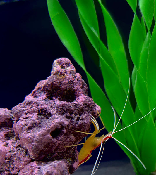 Cleaner Shrimp (RS)