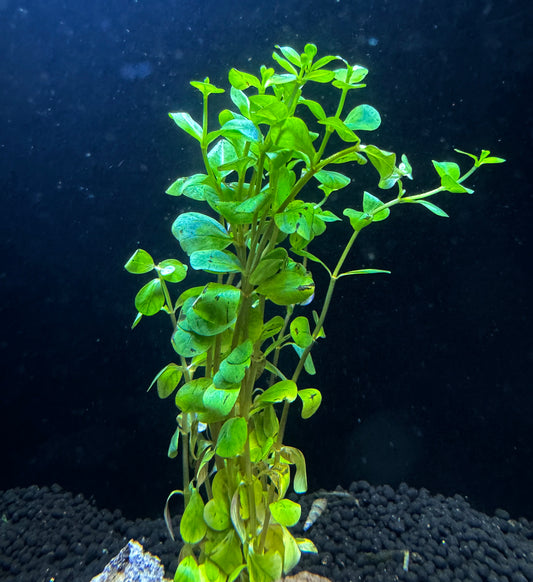 Rotala ceylon