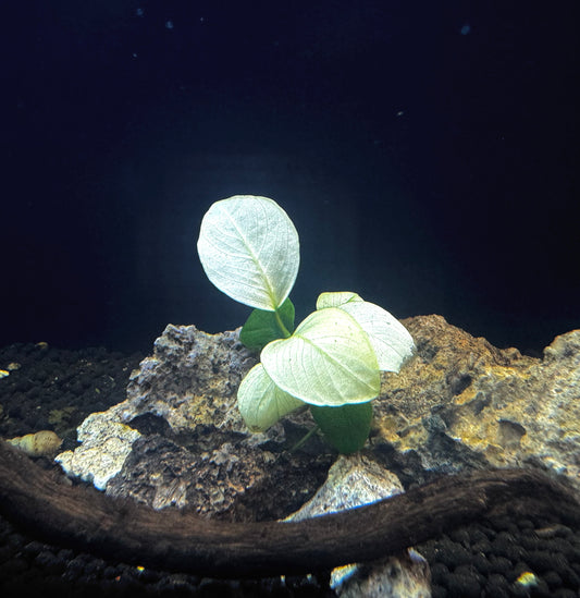 Anubias Barteri 'Broad White' on Rock