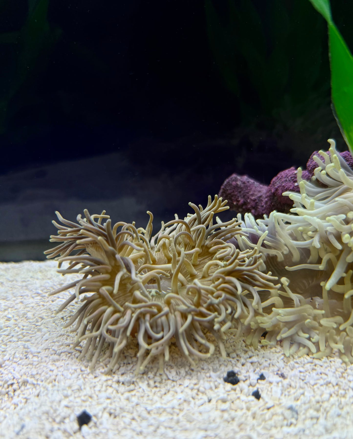 Condy Anemone