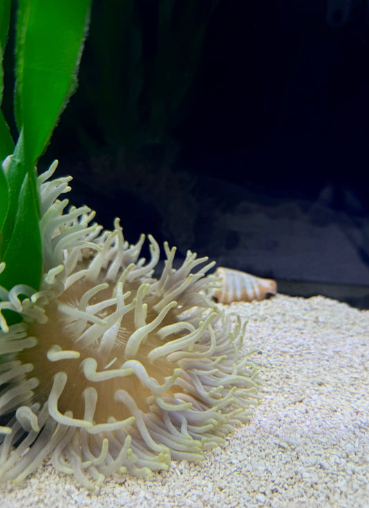 Long Tentacle Anemone