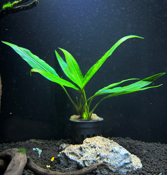 Lagenandra Thwaitesii