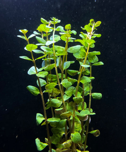 Rotala Rotundifolia Orange Juice