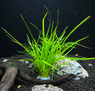 Juncus Repens Aquatic Plant
