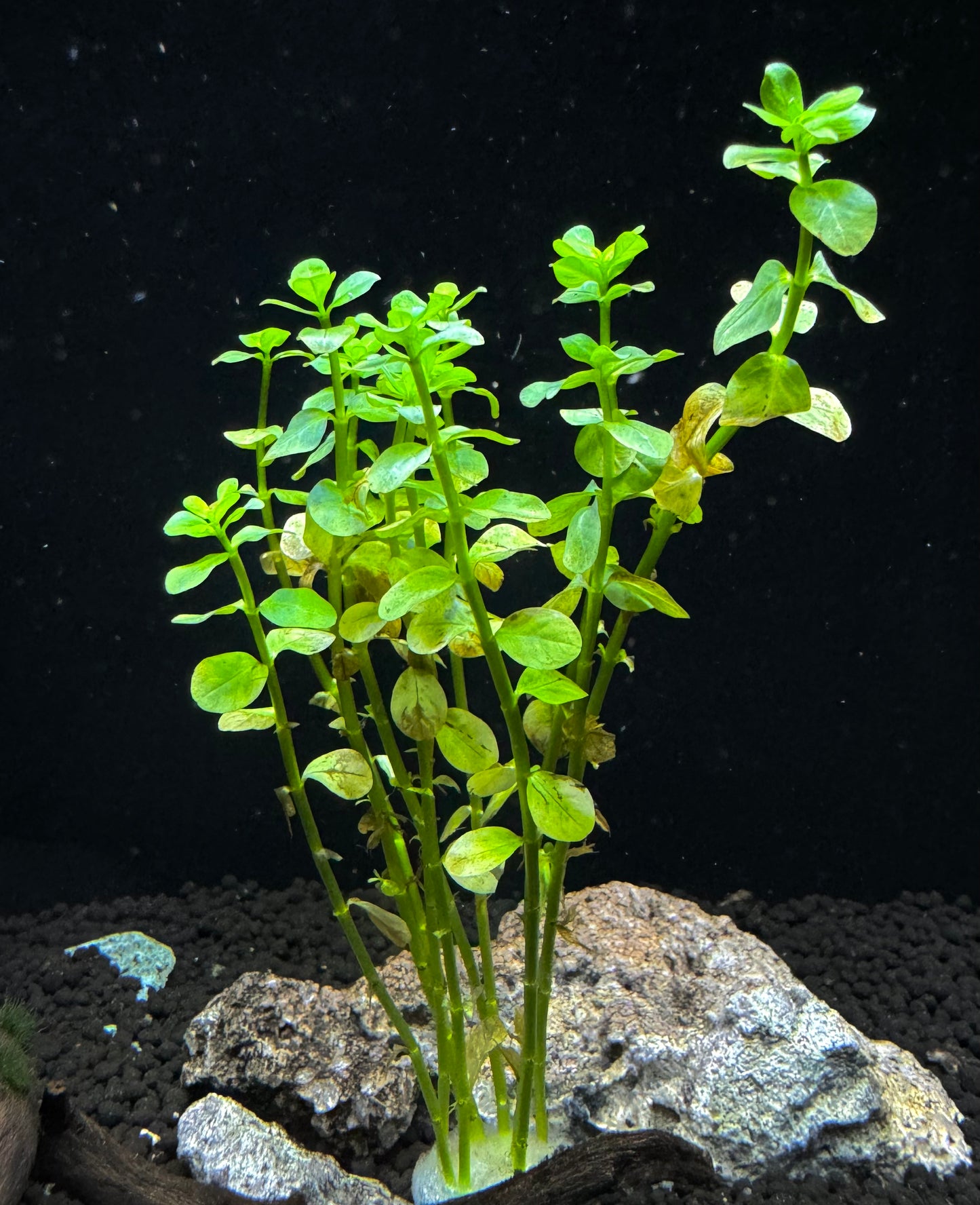 Rotala Green Plant