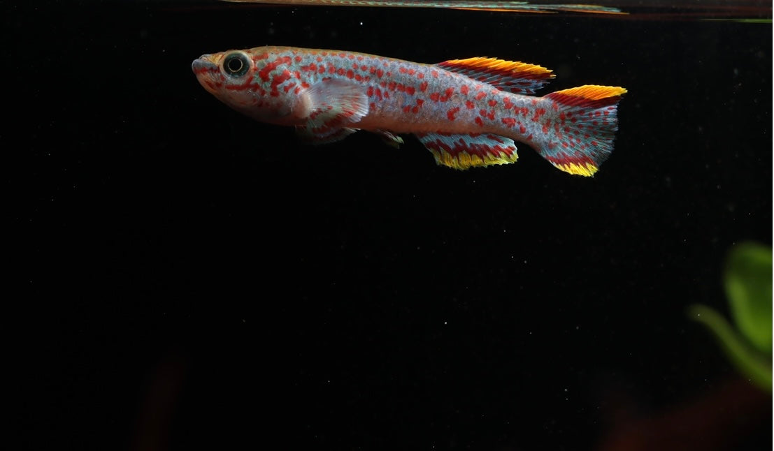 Fundulopanchax gardneri "P 82" "Gardner's Killifish" (Pair)