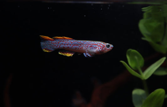 A single Gardner's Killifish swimming in an aquarium with green aquatic plants in the background.