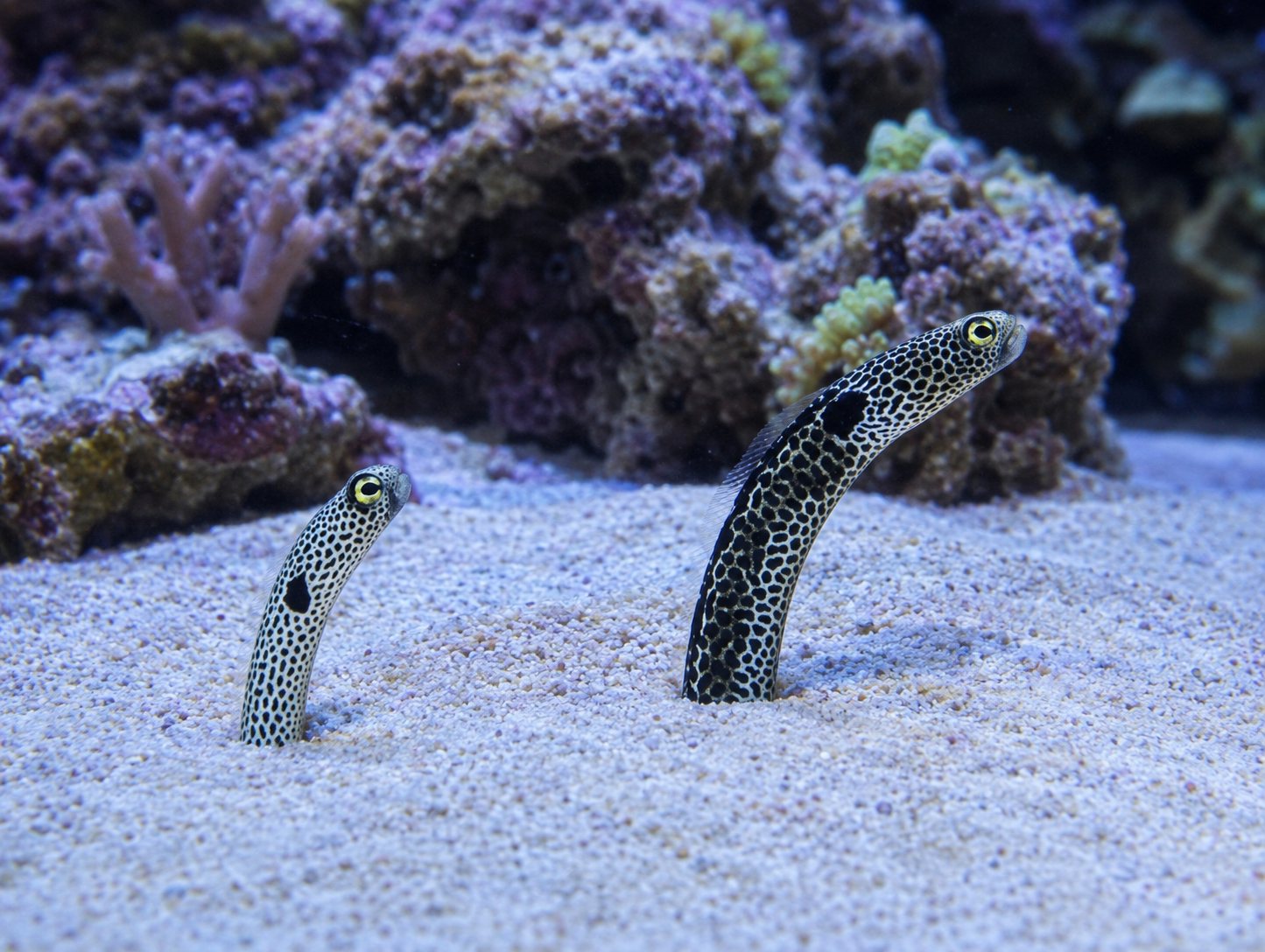 Garden Eel