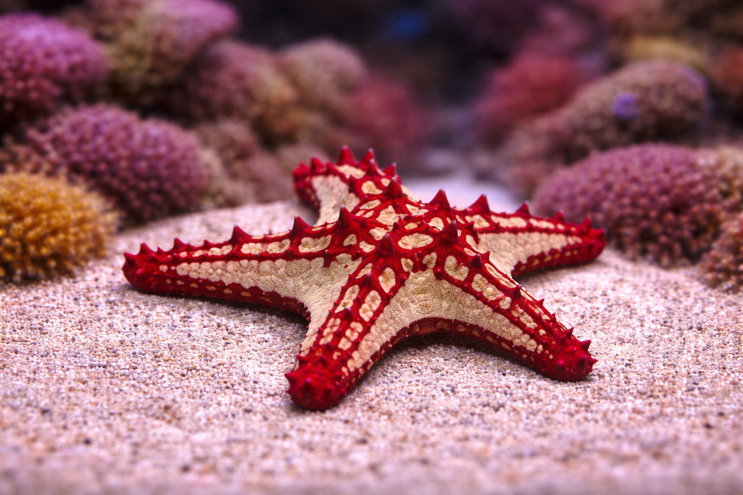 Red and beige starfish on a sandy surface with blurred coral in the background