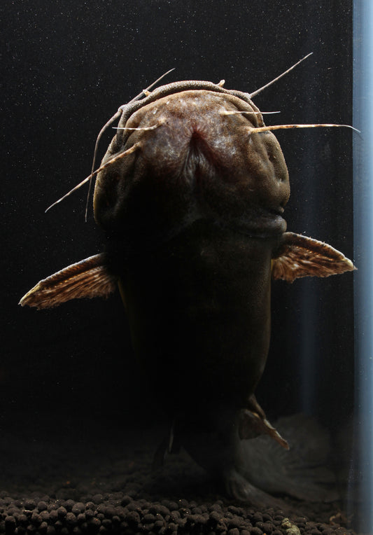 Giant Bumblebee Catfish