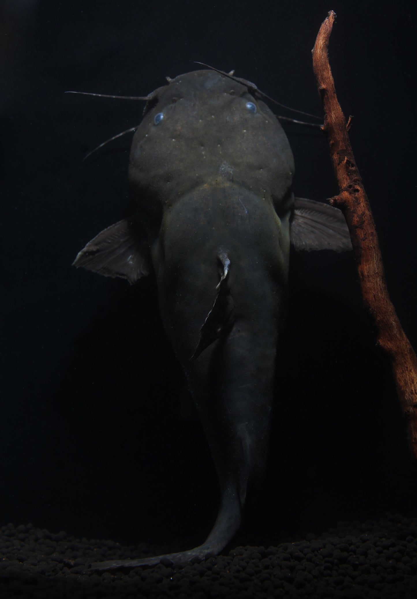 Giant Bumblebee Catfish