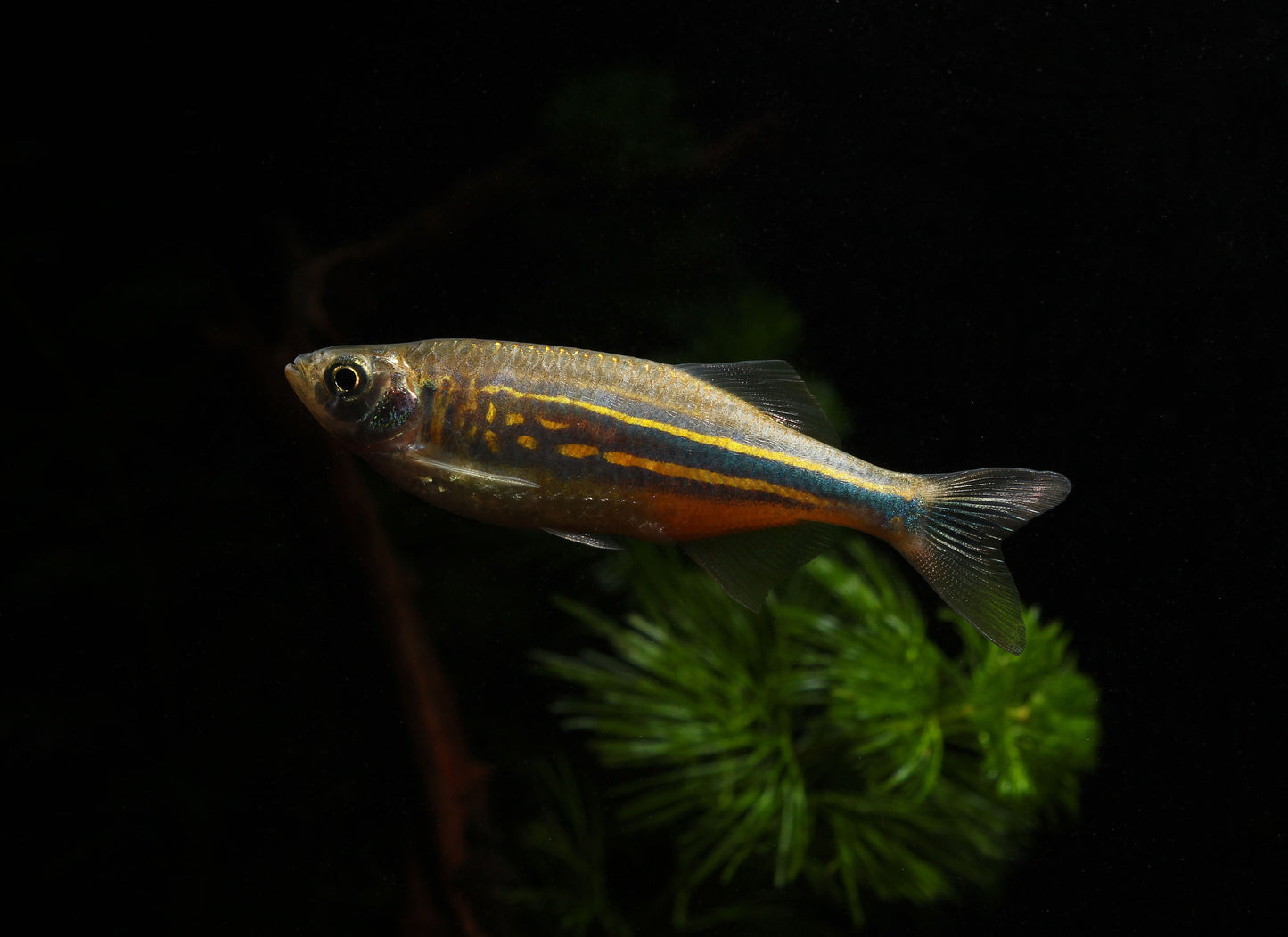 Giant Danio