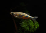 Load image into Gallery viewer, Giant Danio
