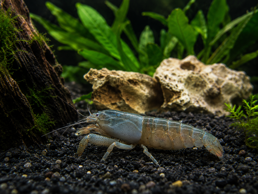 Giant Blue Wood Shrimp